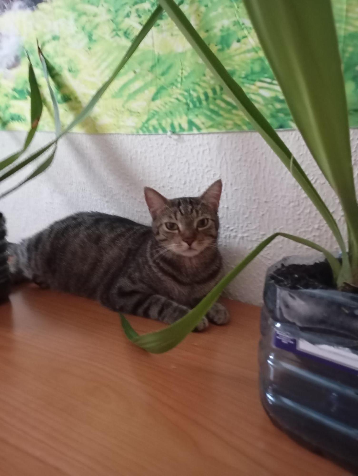Grosses Modernes Zimmer "Silber" Fuer 2 Personen Und Katzenliebhaber Valencia Bagian luar foto